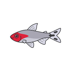 Red  headed tetra illustration