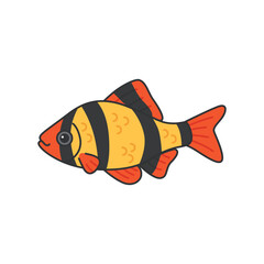 Sumatran barb fish illustration
