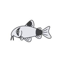 Panda armored catfish illustration
