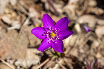 Flowers of hepatica nobilis blooming quietly in the forest in early spring.　