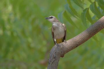 A portrait of a Yellow Vented Bulbul