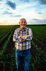 Portrait of senior farmer standing in corn field looking at camera at sunset.