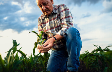Portrait of senior farmer standing in corn field holding crop in his hands at sunset.