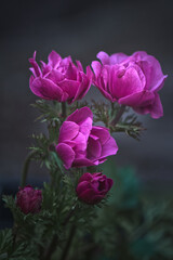 Obraz premium Pink Anemone Flowers