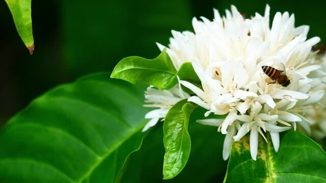 Stingless Bees with Honey bee on Robusta coffee blossom on tree plant with green leaf with black color in background. Petals and white stamens of blooming flowers