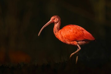 Purple finch (Haemorhous purpureus) bird perched on a twig with a lush green tree in the background