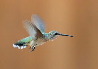 Purple finch (Haemorhous purpureus) bird perched on a twig with a lush green tree in the background