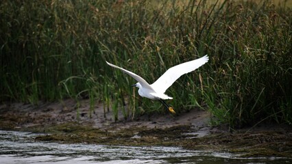 a bird is soaring over water in a field of tall grass