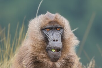 Obraz premium Eating gelada baboon looking at the camera. Semien Mountains, Ethiopia.