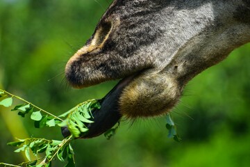 Close-up of a giraffe's tongue reaching up and grasping fresh green leaves.