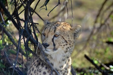 Beautiful cheetah resting in the shade of a bush in its natural habitat.