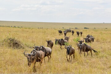 Herd of wildebeests walking through a tall grass field in a natural habitat.