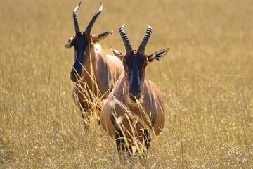 Two Damaliscus antelopes in lush, golden grass. © Wirestock