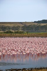 Fototapeta premium Flock of pink flamingos congregating near a tranquil body of water.