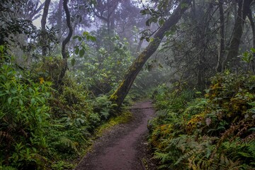 Obraz premium Scenic view of a winding dirt path through a lush green rain forest of Mount Kilimanjaro