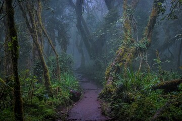 Scenic view of a winding dirt path through a lush green rain forest of Mount Kilimanjaro