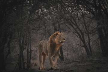 Adult lion walking through the dark wooded forest