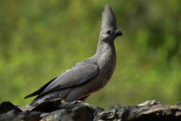 Small Grey go-away-bird perched on a rocky outcrop on a blurred background