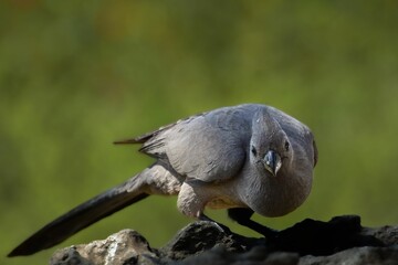 Small Grey go-away-bird perched on a rocky outcrop on a blurred background