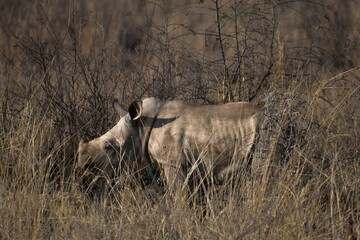 Southern white rhinoceroses standing in its natural habitay