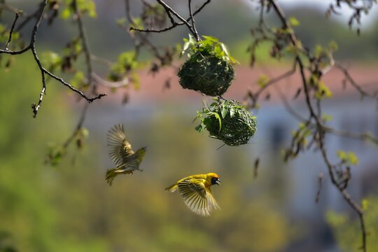 Close-up shot of a Ruppell's weaver birds flying and weaving a nest