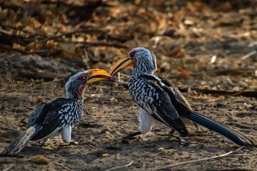 Southern yellow-billed hornbill birds perched side by side on a dirt surface