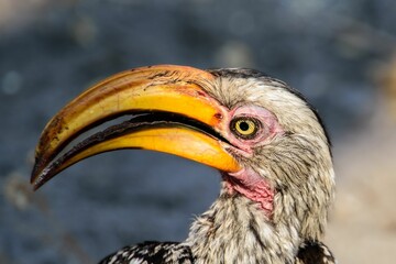 Closeup of a Southern yellow-billed hornbill bird