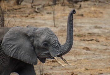 Obraz premium Majestic elephant stands in a barren environment with a backdrop of tall trees