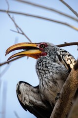 Image of a Southern yellow-billed hornbill bird perched on a branch