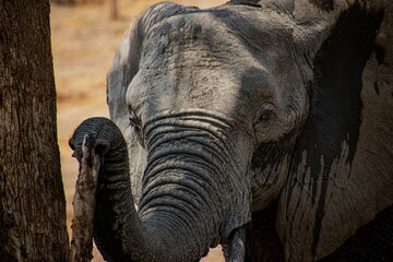 a elephant leaning on a tree trunk with its trunk curled forward