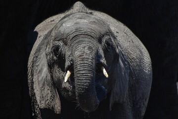 African Elephant on the black background