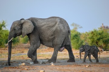 African elephant and the calf walking in the warm sand of the savannah