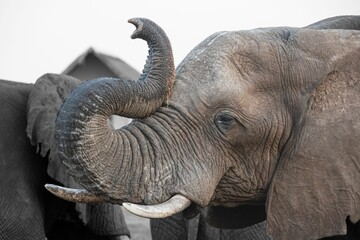 Closeup of an elephant featuring its long tusks