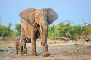 Obraz premium African elephant and its calf traverse the warm, golden sands of the savannah