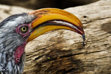 Closeup of a Southern yellow-billed hornbill bird holding an insect in the beak