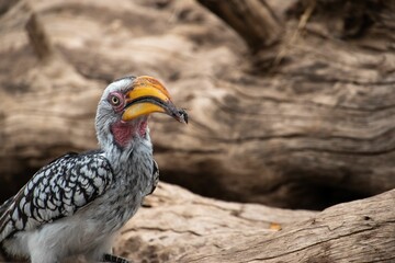 Closeup of a Southern yellow-billed hornbill bird holding an insect in the beak