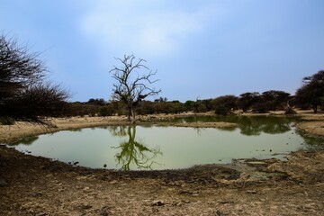 Small pond with a single bare tree in a woodland