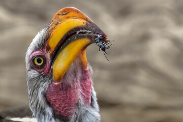 Close-up of a Southern yellow-billed hornbill eating a small black insect