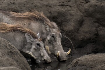 Scenic view of common warthogs standing in a picturesque muddy hole