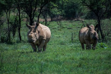 Two African rhinoceroses standing in a grassy field.