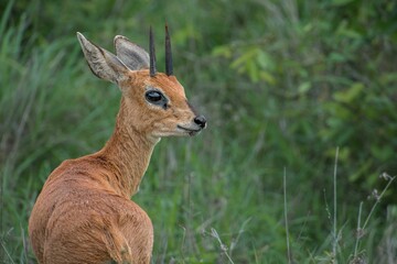 Beautiful antelope against a backdrop of a wide expanse of open grassland.