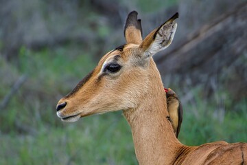 Beautiful antelope against a backdrop of a wide expanse of open grassland.