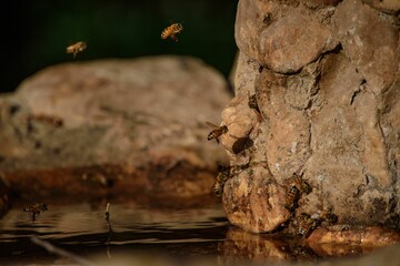 the bees are taking flight around the water, very large