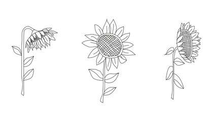 sunflower outline. set of sunflower outline with different movement landscape isolated on white background. sunflower outline png.