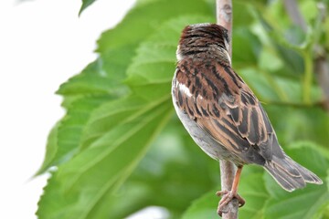 Closeup of a sparrow perched on a thin twig in Israel