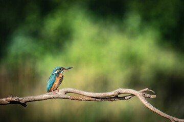 Closeup of a kingfisher perched on a tree branch