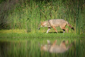 Coyote on green grass near a pond
