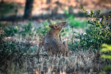 Coyote sitting on green grass