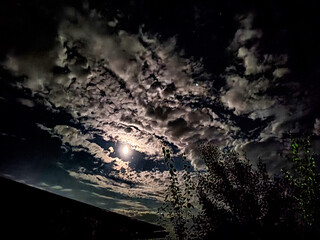 Moonlit Night Sky Over Silhouetted Pines