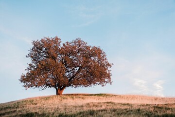 Lone tree stands tall in a grassy field, perched atop a rolling hill.